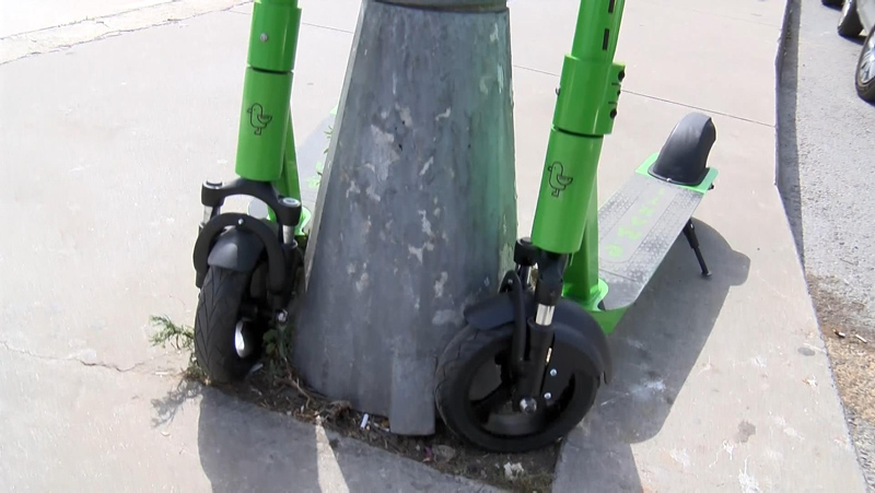 Martı tehlikesi büyüyor! Parayı veren kural tanımıyor! Yayaya da, araçlara da kabus oldular...