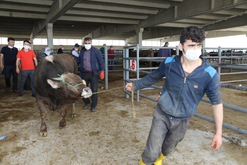Son dakika: Bilim Kurulu Üyesi Levent Yamanel’den hisseli kurban uyarısı! Büyükbaş kurban alacaklar dikkat...