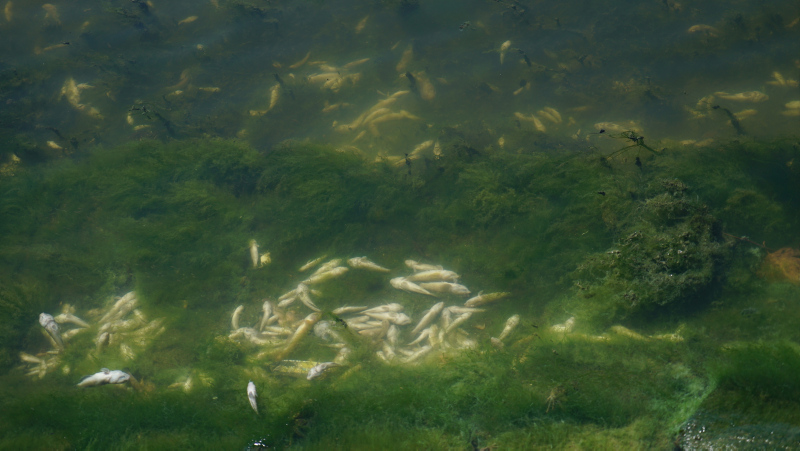 İstanbul’da skandal görüntüler; Denize atık su bırakıldı! Küçükçekmece’de milyonlarca balık öldü!