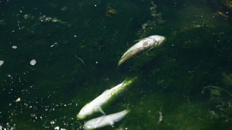 İstanbul’da skandal görüntüler; Denize atık su bırakıldı! Küçükçekmece’de milyonlarca balık öldü!