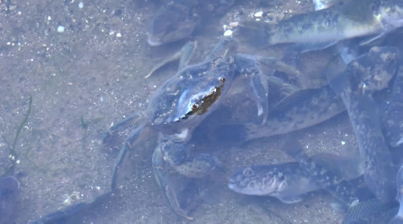 İstanbul’da skandal görüntüler; Denize atık su bırakıldı! Küçükçekmece’de milyonlarca balık öldü!