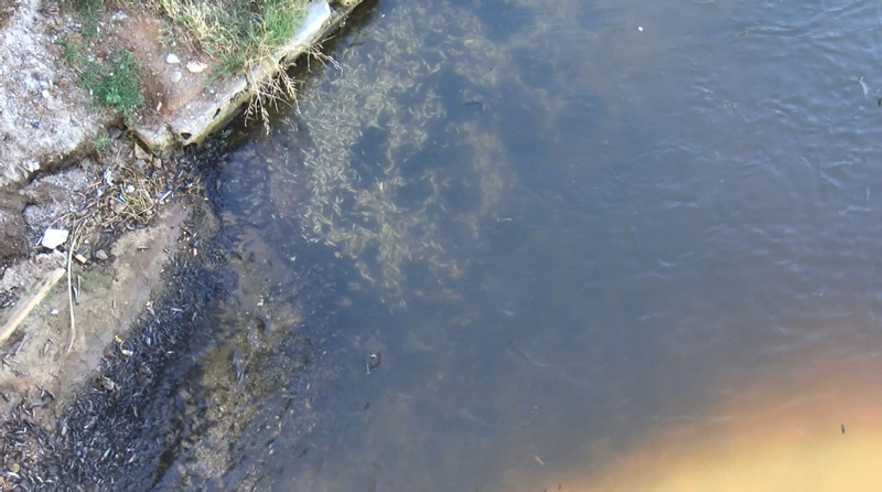 İstanbul’da skandal görüntüler; Denize atık su bırakıldı! Küçükçekmece’de milyonlarca balık öldü!