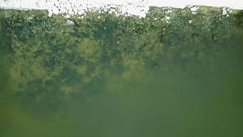 İstanbul’da skandal görüntüler; Denize atık su bırakıldı! Küçükçekmece’de milyonlarca balık öldü!