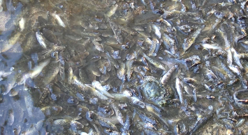 İstanbul’da skandal görüntüler; Denize atık su bırakıldı! Küçükçekmece’de milyonlarca balık öldü!