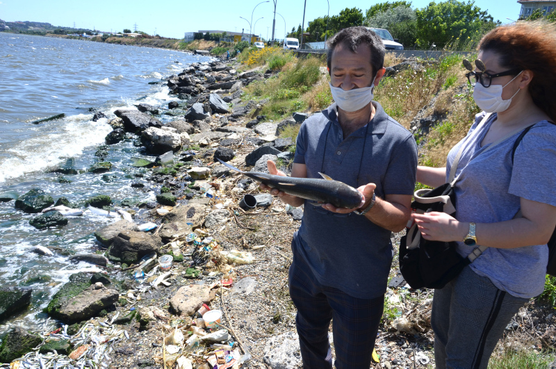 İstanbul’da skandal görüntüler; Denize atık su bırakıldı! Küçükçekmece’de milyonlarca balık öldü!