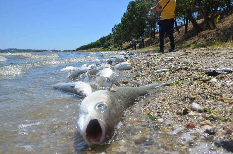 İstanbul’da skandal görüntüler; Denize atık su bırakıldı! Küçükçekmece’de milyonlarca balık öldü!