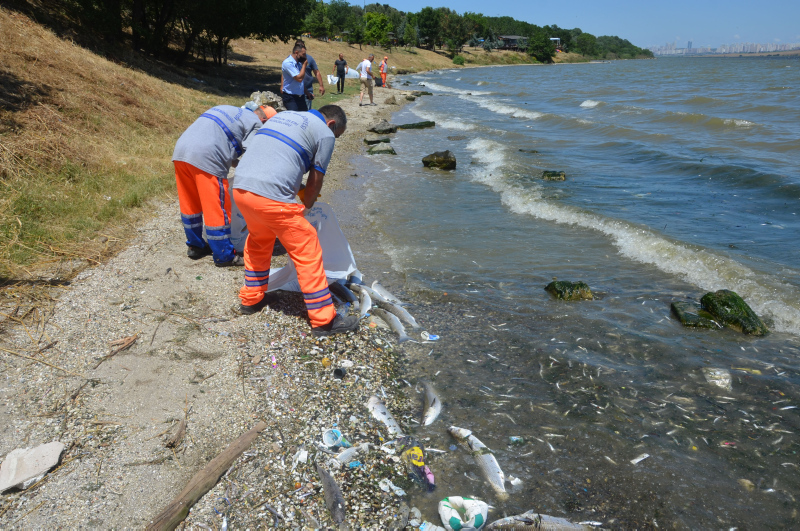 İstanbul’da skandal görüntüler; Denize atık su bırakıldı! Küçükçekmece’de milyonlarca balık öldü!