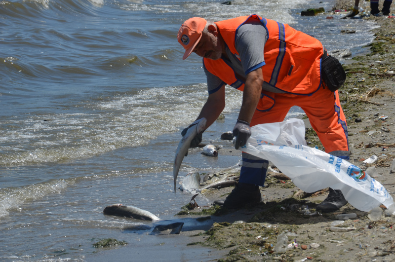 İstanbul’da skandal görüntüler; Denize atık su bırakıldı! Küçükçekmece’de milyonlarca balık öldü!