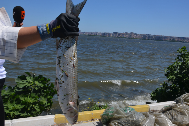 İstanbul’da skandal görüntüler; Denize atık su bırakıldı! Küçükçekmece’de milyonlarca balık öldü!