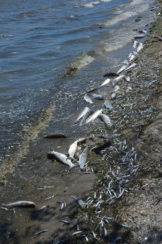 İstanbul’da skandal görüntüler; Denize atık su bırakıldı! Küçükçekmece’de milyonlarca balık öldü!