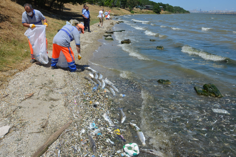 İstanbul’da skandal görüntüler; Denize atık su bırakıldı! Küçükçekmece’de milyonlarca balık öldü!