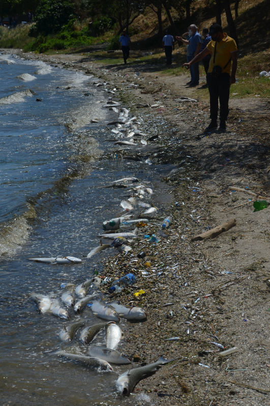 İstanbul’da skandal görüntüler; Denize atık su bırakıldı! Küçükçekmece’de milyonlarca balık öldü!
