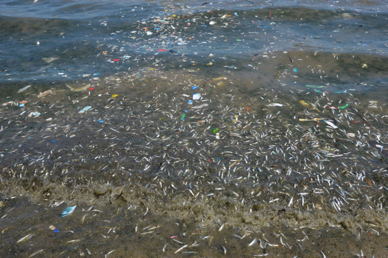 İstanbul’da skandal görüntüler; Denize atık su bırakıldı! Küçükçekmece’de milyonlarca balık öldü!