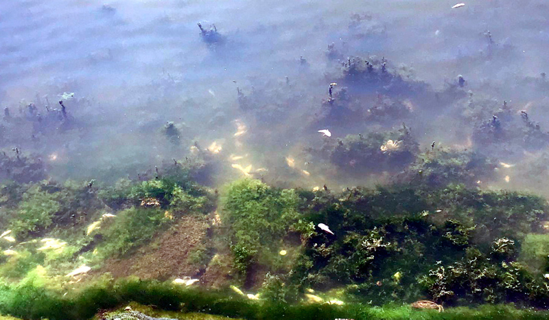 İstanbul’da skandal görüntüler; Denize atık su bırakıldı! Küçükçekmece’de milyonlarca balık öldü!