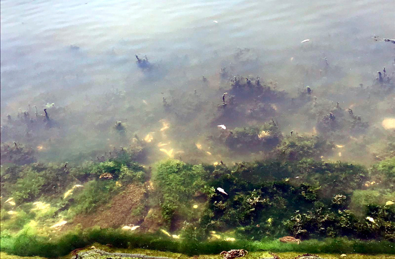 İstanbul’da skandal görüntüler; Denize atık su bırakıldı! Küçükçekmece’de milyonlarca balık öldü!