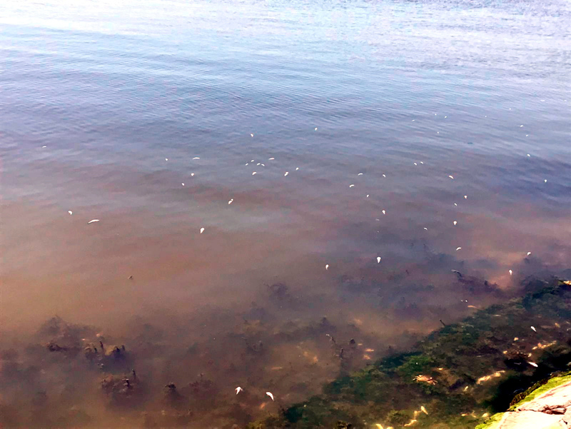 İstanbul’da skandal görüntüler; Denize atık su bırakıldı! Küçükçekmece’de milyonlarca balık öldü!