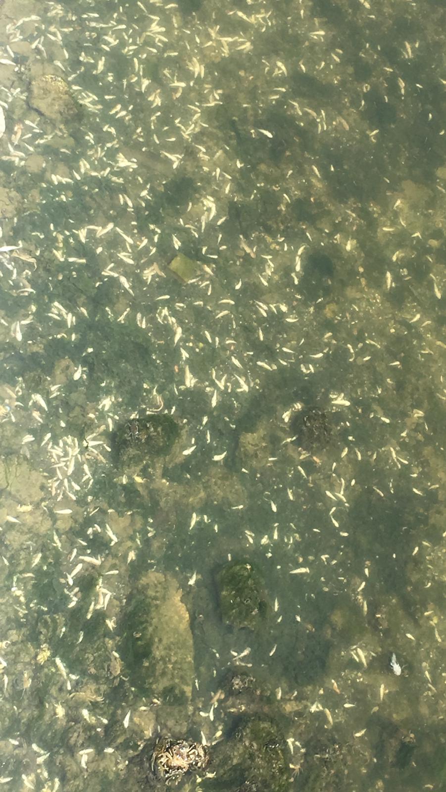 İstanbul’da skandal görüntüler; Denize atık su bırakıldı! Küçükçekmece’de milyonlarca balık öldü!