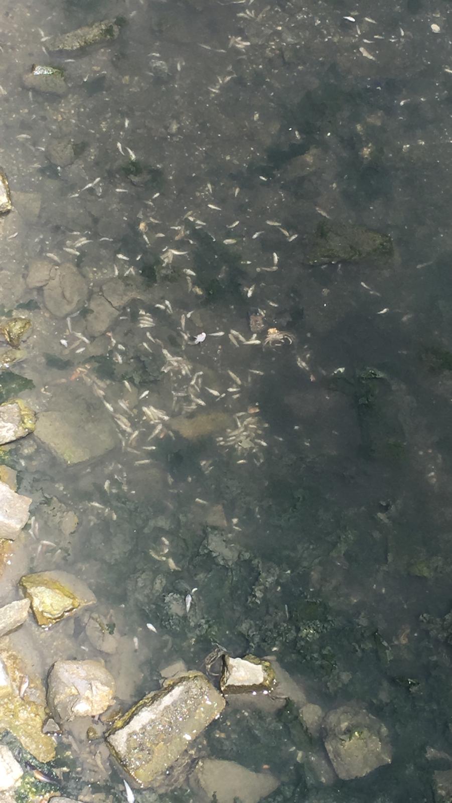 İstanbul’da skandal görüntüler; Denize atık su bırakıldı! Küçükçekmece’de milyonlarca balık öldü!