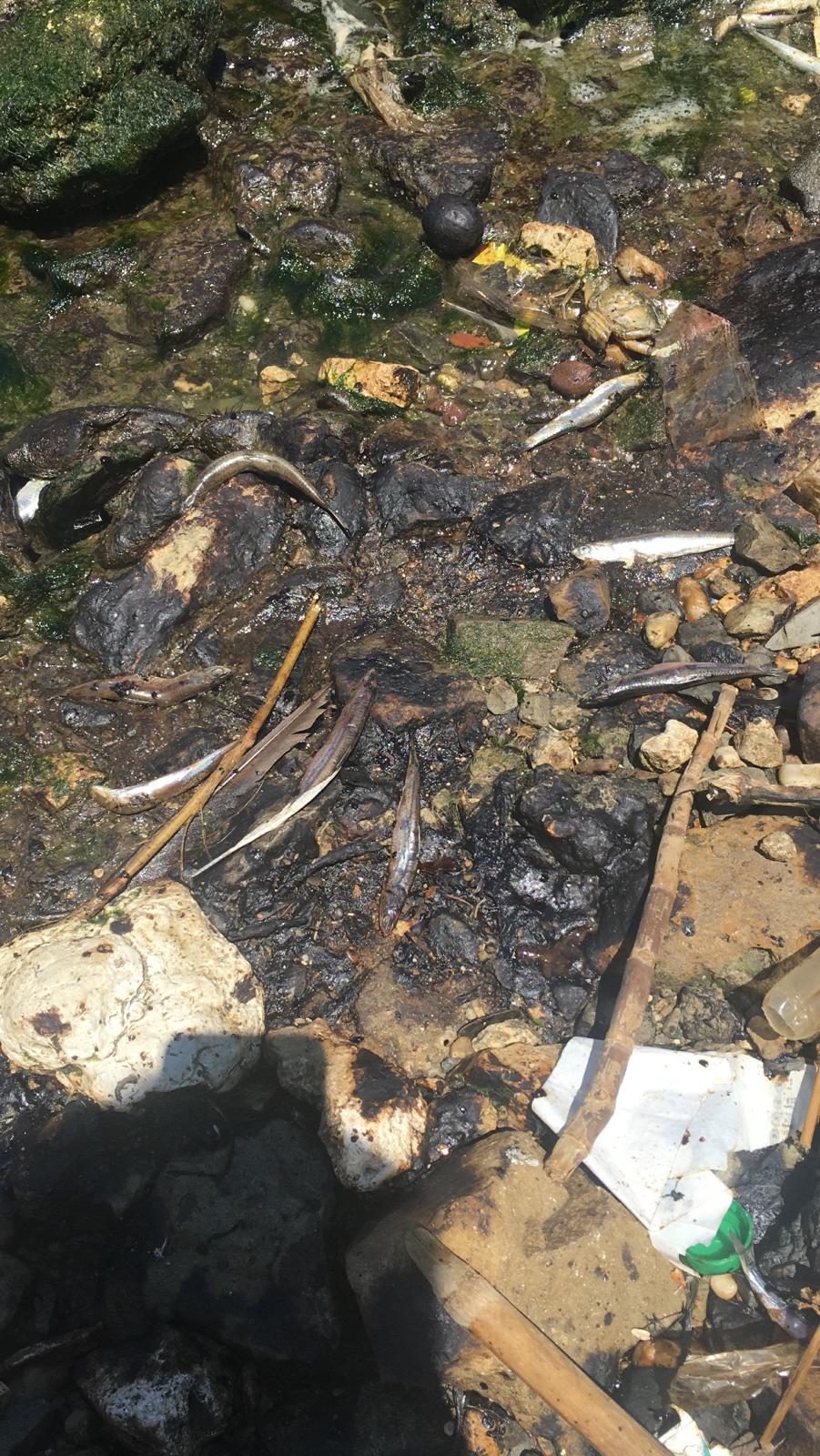 İstanbul’da skandal görüntüler; Denize atık su bırakıldı! Küçükçekmece’de milyonlarca balık öldü!