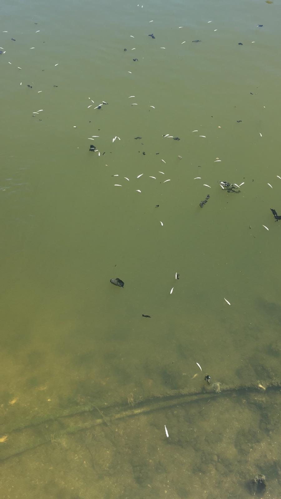 İstanbul’da skandal görüntüler; Denize atık su bırakıldı! Küçükçekmece’de milyonlarca balık öldü!