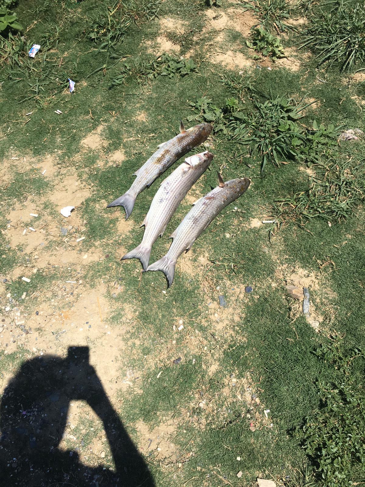 İstanbul’da skandal görüntüler; Denize atık su bırakıldı! Küçükçekmece’de milyonlarca balık öldü!