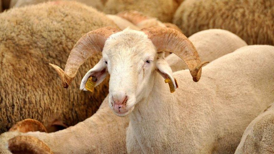 Bakan Koca’dan flaş açıklama: Bayramda sokağa çıkma yasağı var mı? Kurban Bayramı’nda sokağa çıkma yasağı olacak mı?