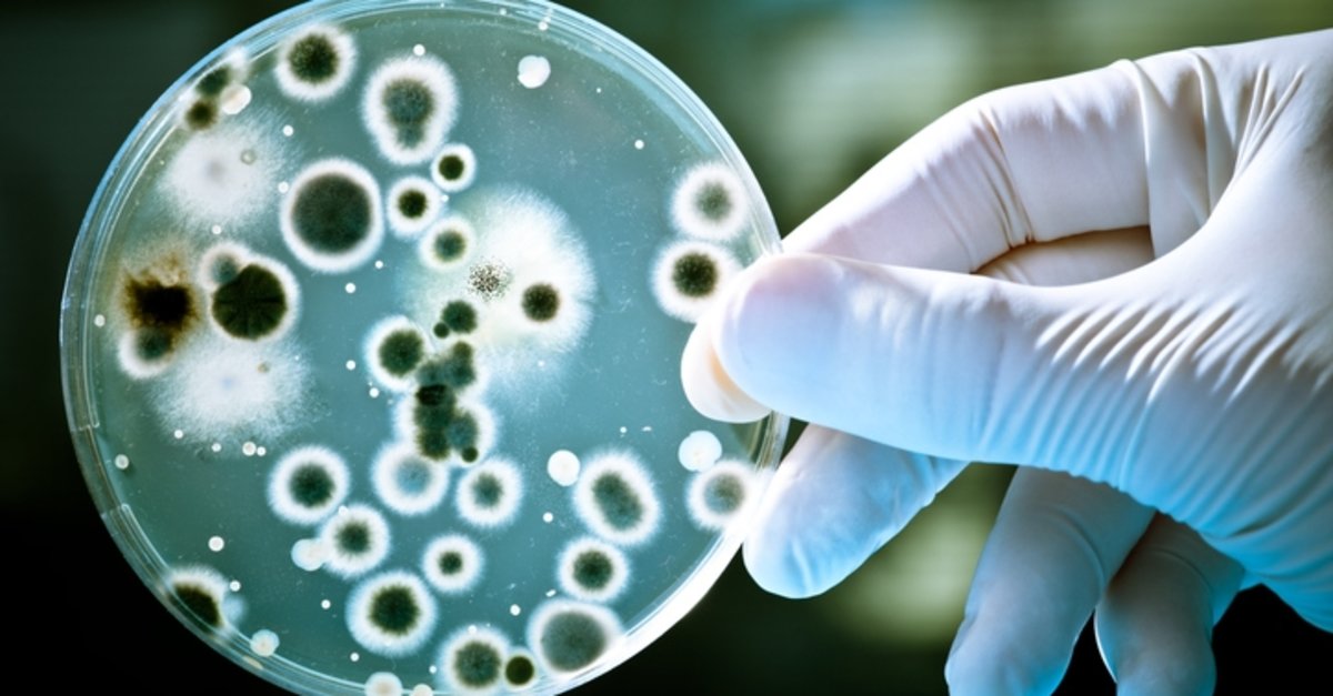 Bubonik veba nedir? Bubonik Hıyarcıklı veba nasıl bulaşır? İşte detaylar...