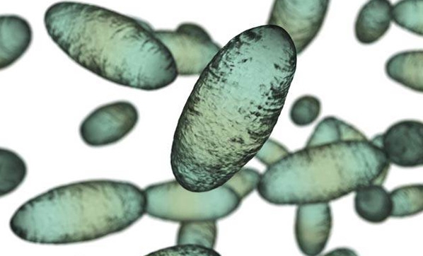 Bubonik veba nedir? Bubonik Hıyarcıklı veba nasıl bulaşır? İşte detaylar...