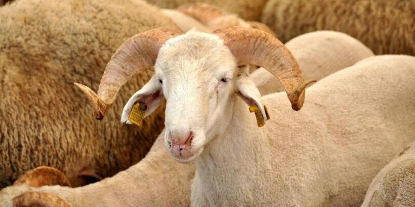 Kurban Bayramı’nda sokağa çıkma yasağı var mı, olacak mı? Bayramda yasak var mı?