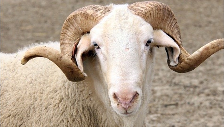 Kurban Bayramı’nda sokağa çıkma yasağı var mı, olacak mı? Bayramda yasak var mı?