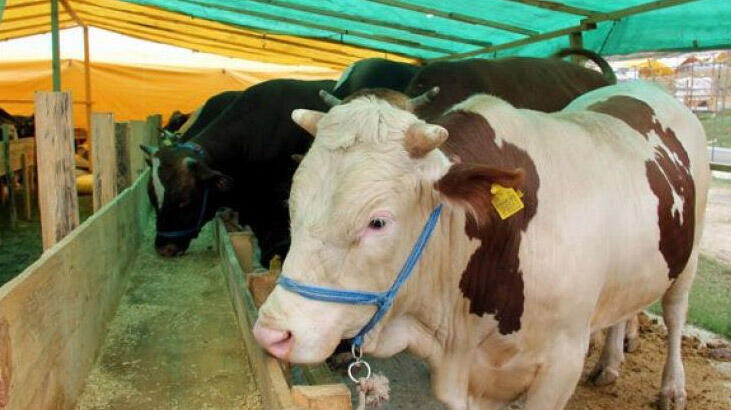 Kurban Bayramı’nda sokağa çıkma yasağı var mı, olacak mı? Bayramda yasak var mı?