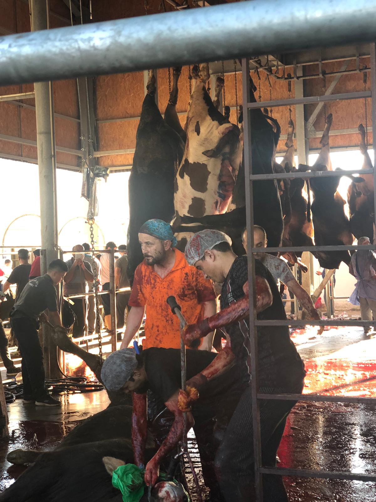 Son dakika haberler: İBB’den kurban rezaleti! A Haber ekibine müdahale ettiler! Vatandaşların iddiaları ağızları açık bıraktı