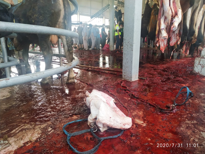 SON DAKİKA: İBB’nin kurban kesiminde skandallar zinciri! Hayvanlar karıştı, dana kayboldu, etler bozuldu...