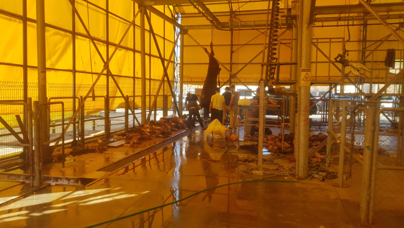 SON DAKİKA: İBB’nin kurban kesiminde skandallar zinciri! Hayvanlar karıştı, dana kayboldu, etler bozuldu...