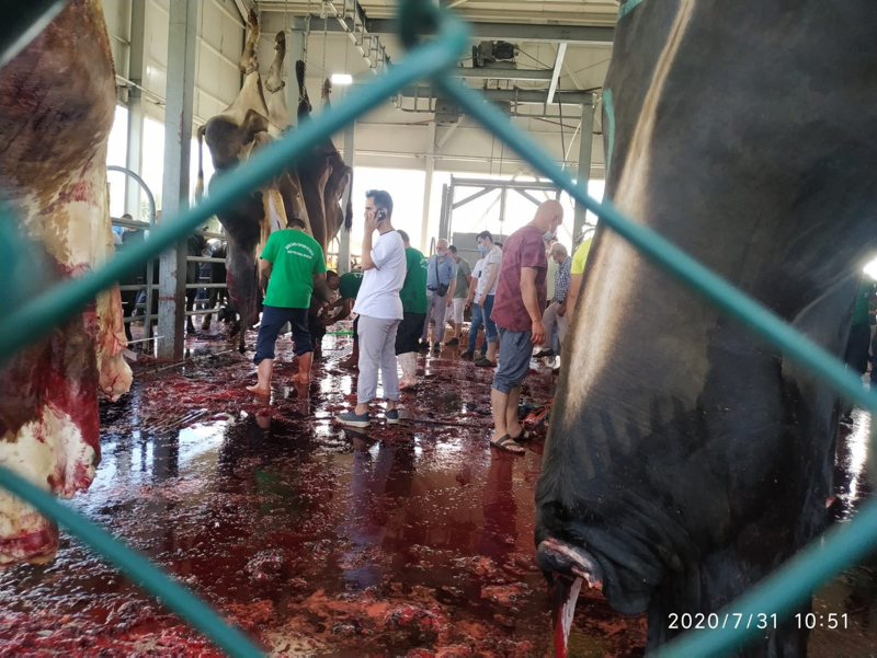 SON DAKİKA: İBB’nin kurban kesiminde skandallar zinciri! Hayvanlar karıştı, dana kayboldu, etler bozuldu...