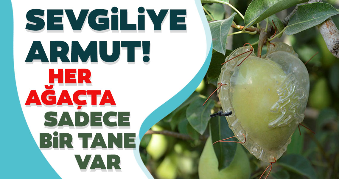 Antalya Da Uretilen Kalp Seklinde Armutlar Yogun Ilgi Goruyor Galeri Yasam