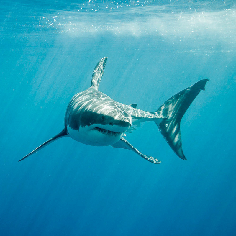 SON DAKİKA: Koronavirüs aşısı ile ilgili kan donduran açıklama geldi! Bir doz için 250 bin köpek balığı...