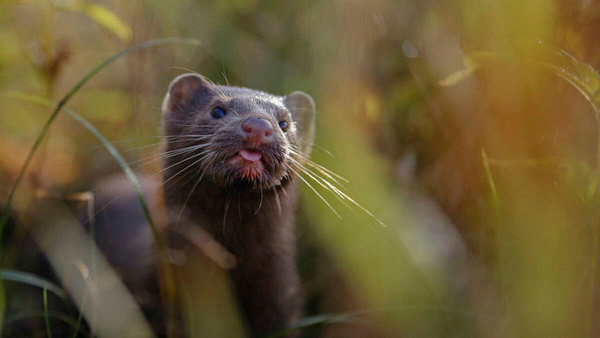 SON DAKİKA | Uzmanlar corona virüs mutasyonuna karşı uyardı! Cluster-5 virüsü hızla yayılıyor!