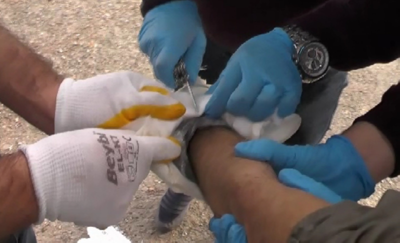 Son Dakika... Büyükşehirleri kana bulayacaktı! O terörist kıskıvrak yakalandı...