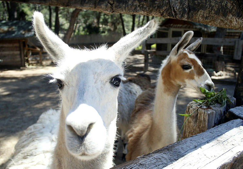Son dakika haberi: Corona virüs mutasyonu için kırmızı alarm! Yeni bir tür keşfedildi: 501.V2 virüsü...