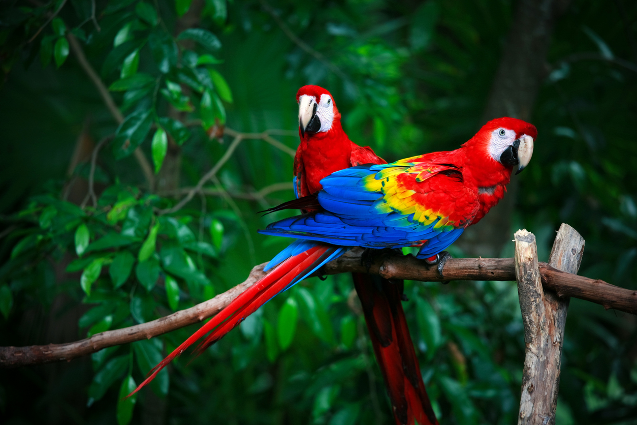 papagan fiyatlari 2021 sultan jako sevda pakistan forpus kakadu macaw ve amazon papagani fiyatlari fotohaber yasam