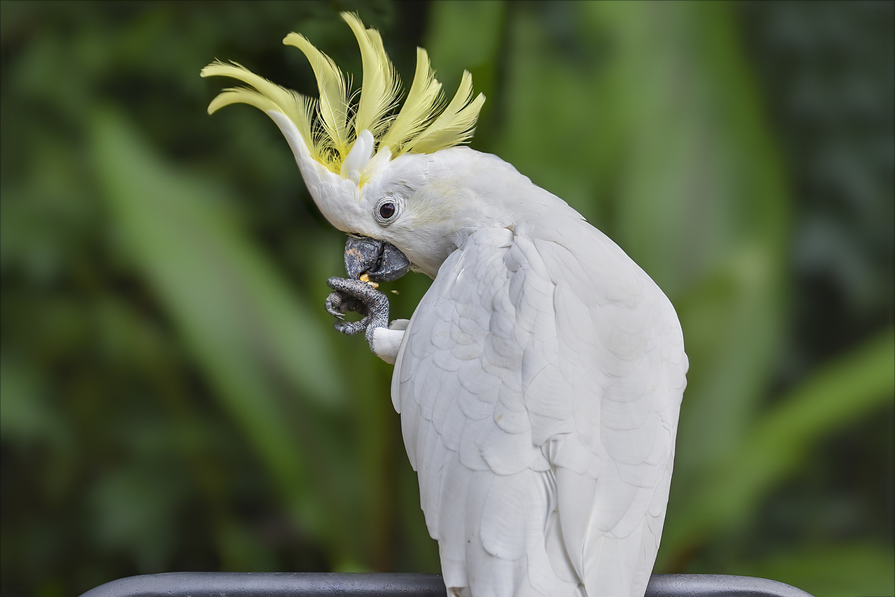 papagan fiyatlari 2021 sultan jako sevda pakistan forpus kakadu macaw ve amazon papagani fiyatlari fotohaber yasam