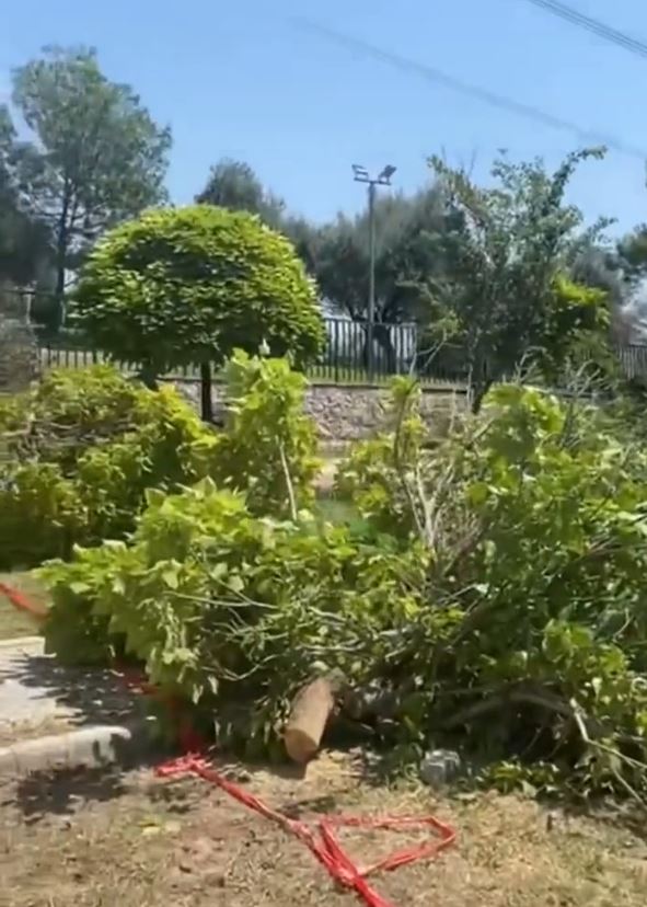 CHP’li Bornova Belediyesi’nden ağaç katliamı! Akbelen’de ’çevreci’ tiyatrosu oynayan muhalefet sessiz