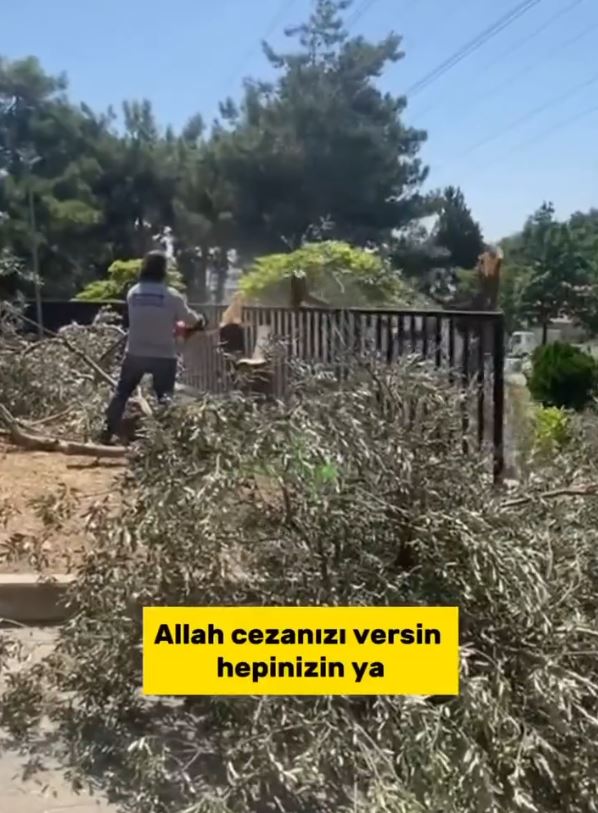 CHP’li Bornova Belediyesi’nden ağaç katliamı! Akbelen’de ’çevreci’ tiyatrosu oynayan muhalefet sessiz