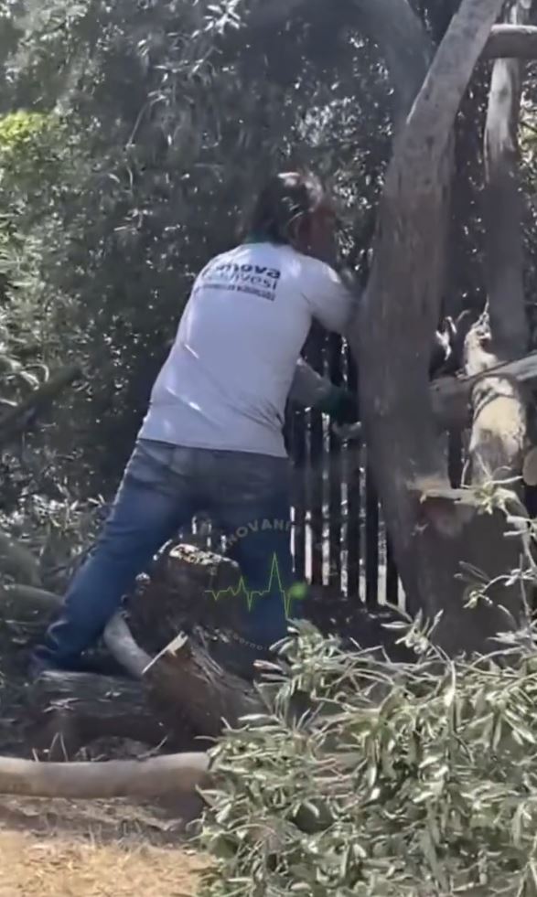 CHP’li Bornova Belediyesi’nden ağaç katliamı! Akbelen’de ’çevreci’ tiyatrosu oynayan muhalefet sessiz