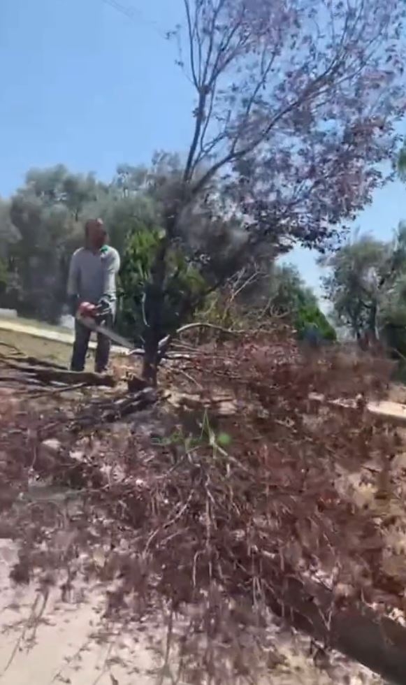 CHP’li Bornova Belediyesi’nden ağaç katliamı! Akbelen’de ’çevreci’ tiyatrosu oynayan muhalefet sessiz