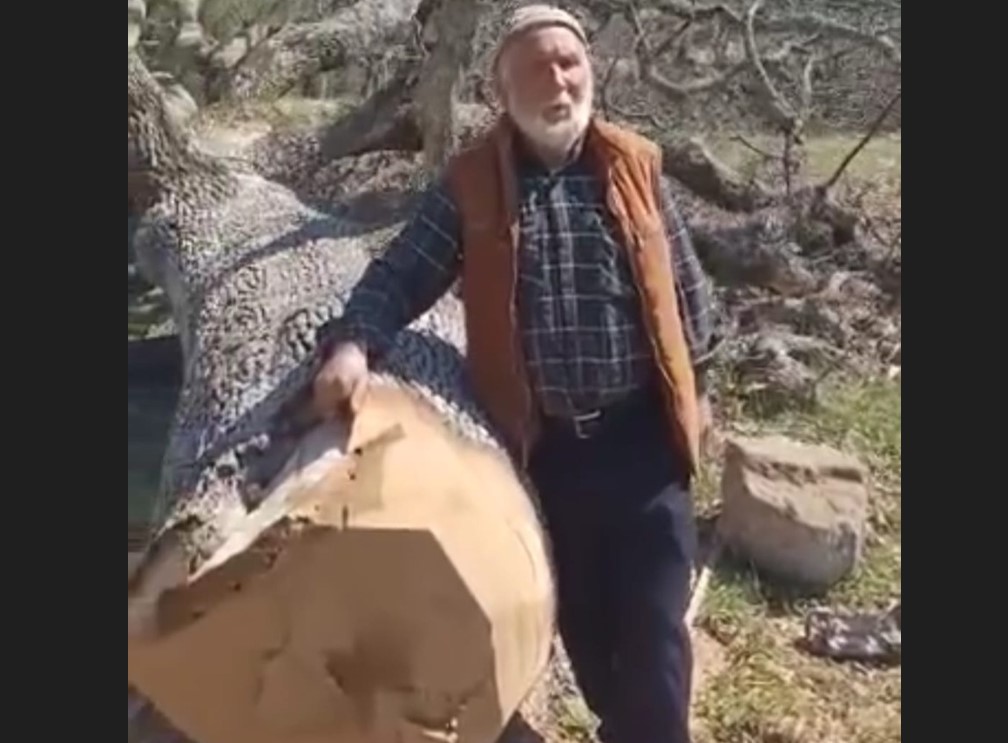 İşte sözde çevreci CHP belediyeciliği! Asırlık ağaçları kesti, santral kurdu