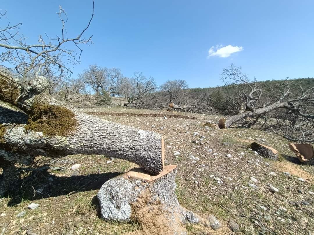 İşte sözde çevreci CHP belediyeciliği! Asırlık ağaçları kesti, santral kurdu