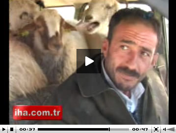 Koyun koyuna yolculuk - VİDEO-1