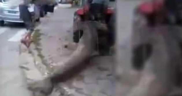 Canlı köpekbalığını traktörle gezdirdiler